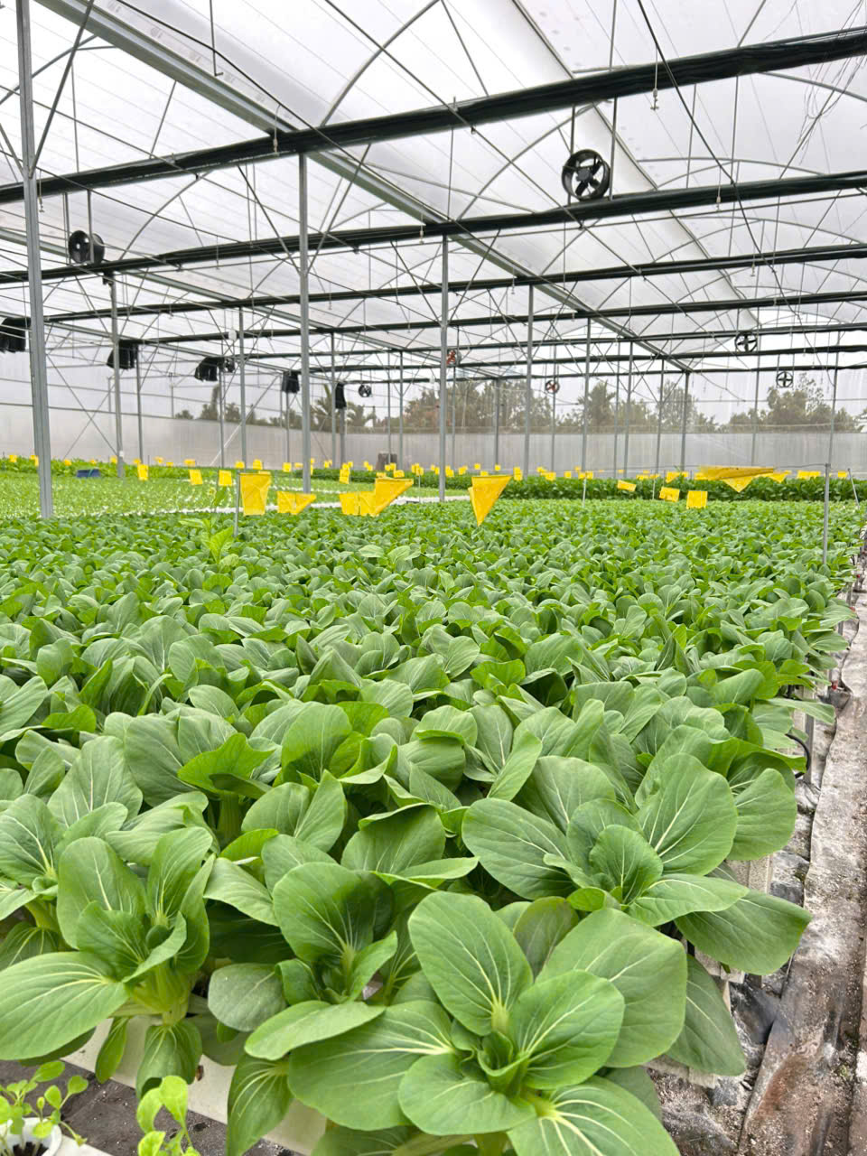 Công nghệ nông nghiệp tiên tiến - TuanManh Farm