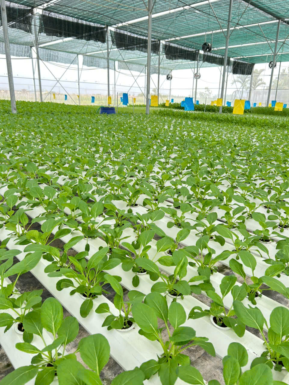 Sản phẩm hữu cơ tươi ngon - TuanManh Farm