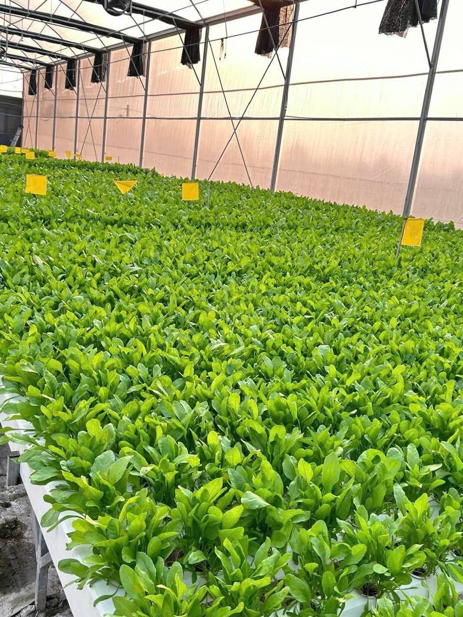 Cải bó xôi xanh um tại nhà màng Tuấn Mạnh Farm