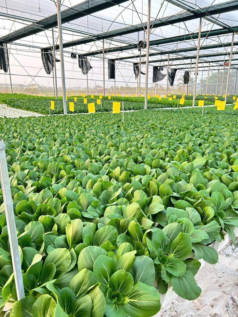 Cải chíp non trồng thủy canh tại Tuấn Mạnh Farm