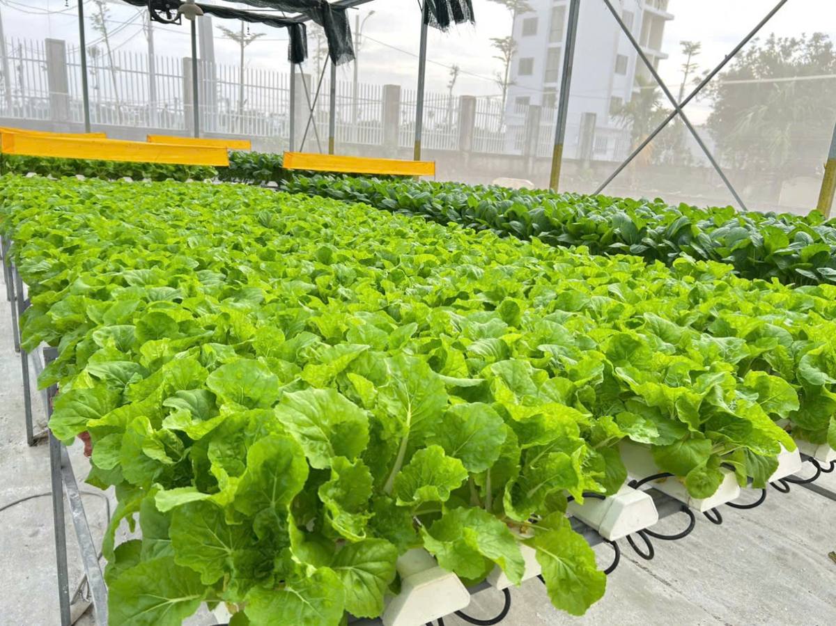Cải dún thủy canh tại Tuấn Mạnh Farm