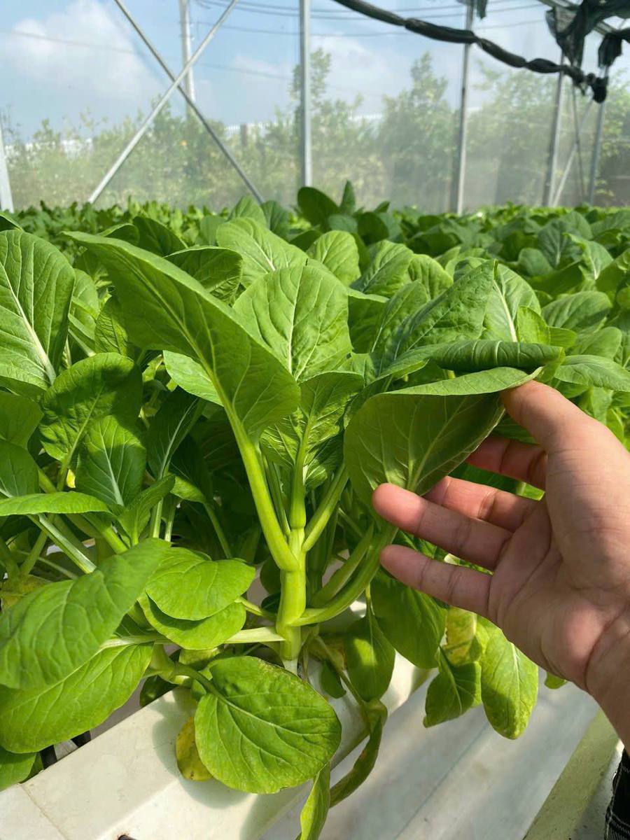 Cải ngồng tươi tại nhà màng Tuấn Mạnh Farm