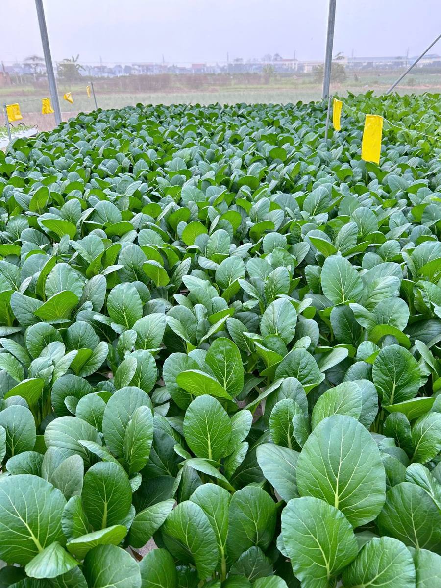 Luống cải ngọt trong nhà màng Tuấn Mạnh Farm