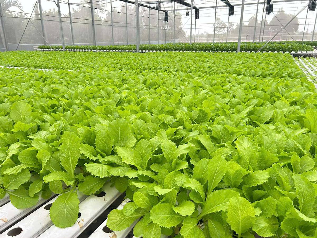 Cải xanh trồng trên máng thủy canh tại Tuấn Mạnh Farm