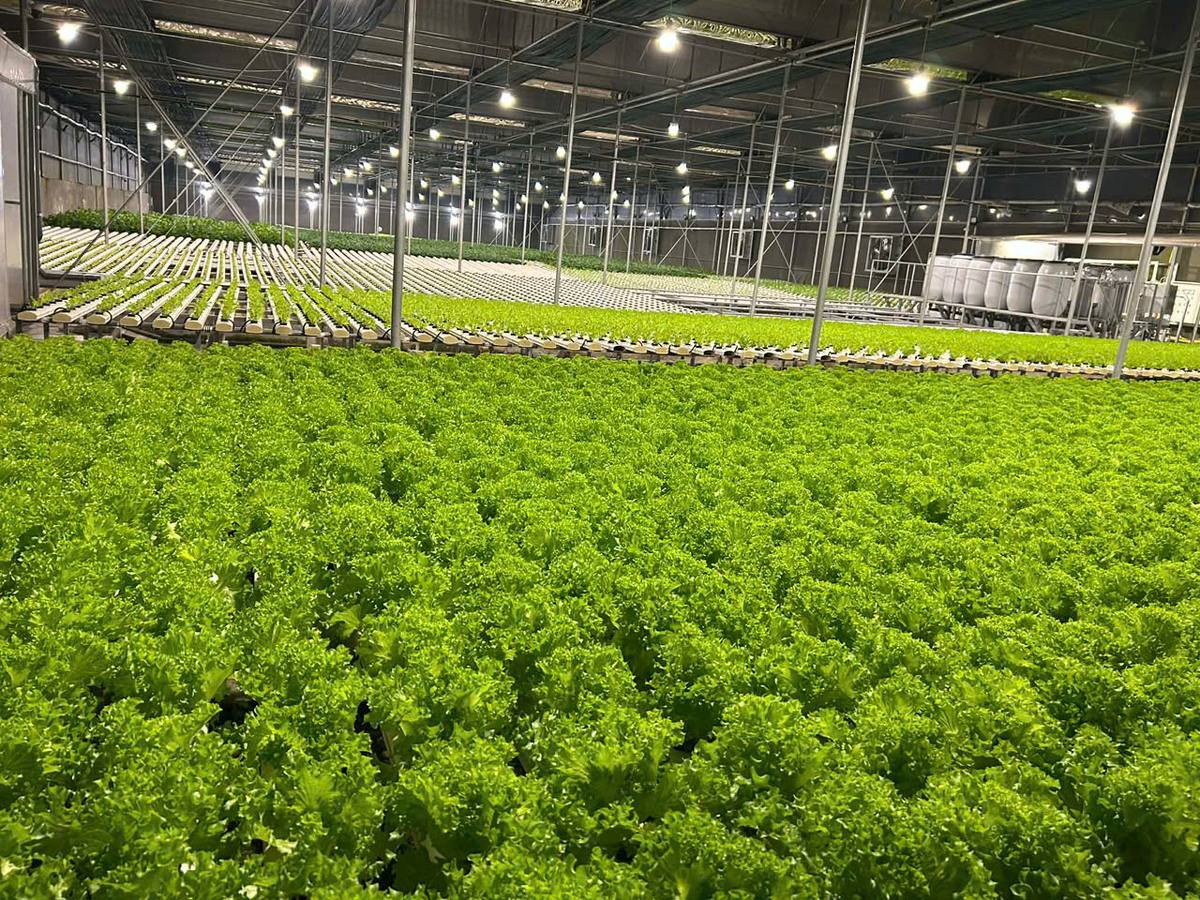 Khu vực trồng xà lách thủy canh của Tuấn Mạnh Farm