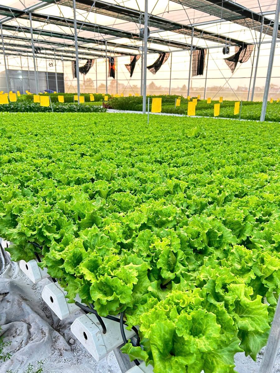 Xà lách tươi xanh, gợi ý cho món salad của gia đình